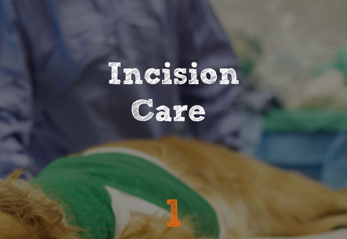 TPLO Recovery Incision Care